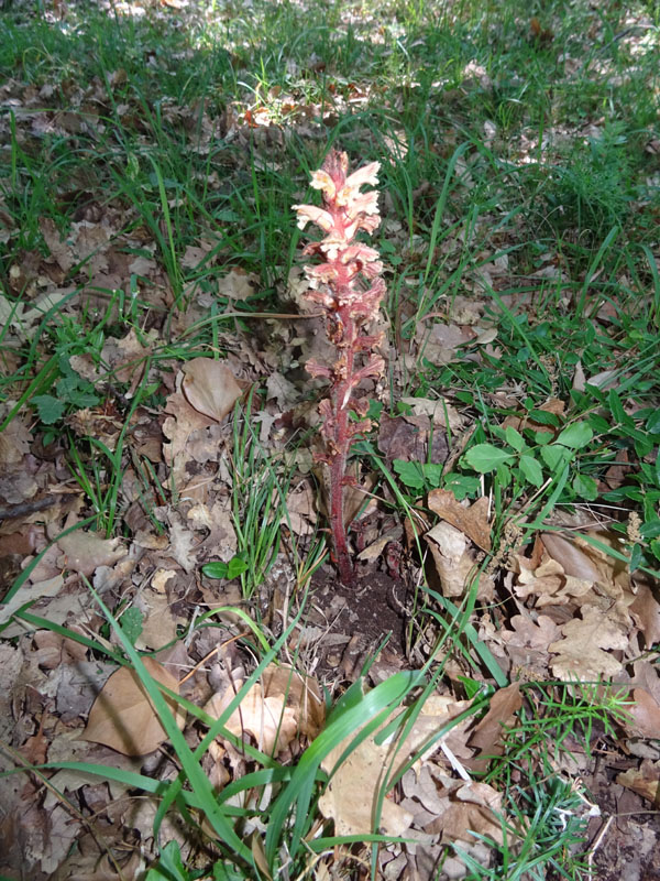 Orobanche hederae / Succiamele dell''edera